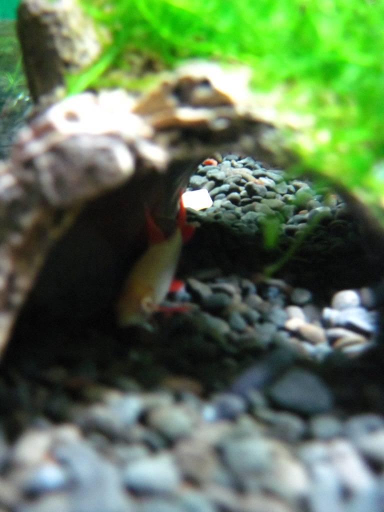 My albino rainbow shark hiding from all the ruckus in his log :) 